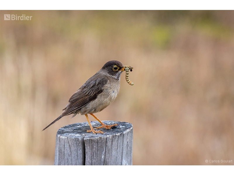 Austral Thrush