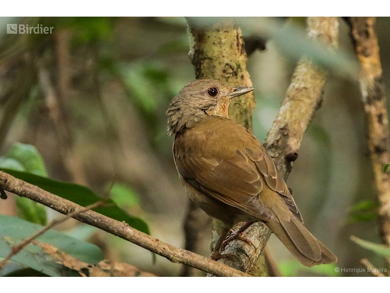 Pale-breasted Thrush