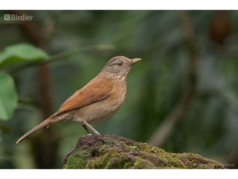 Pale-breasted Thrush