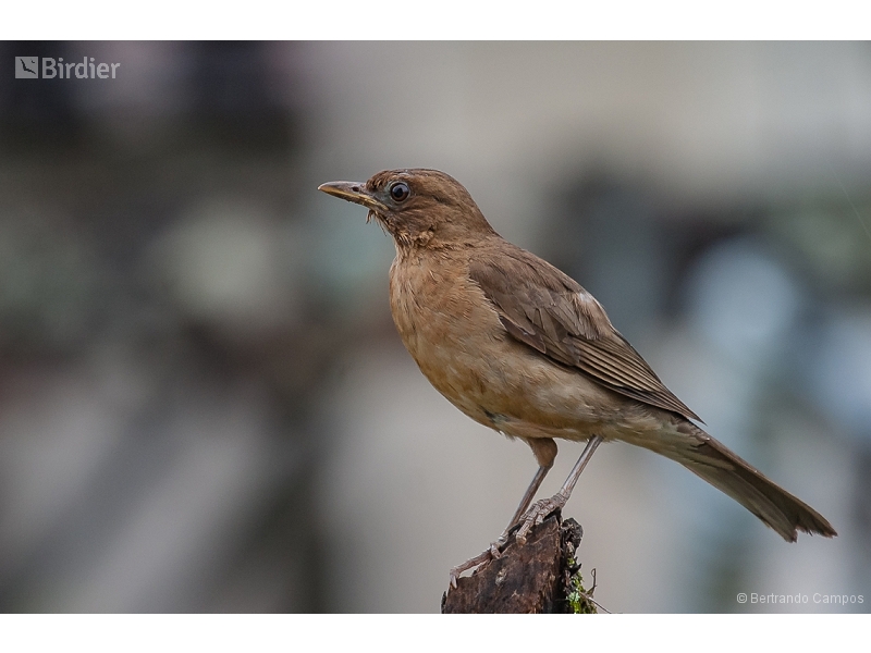 Pale-breasted Thrush