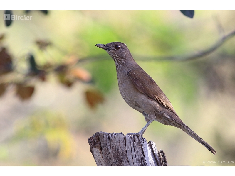 Pale-breasted Thrush