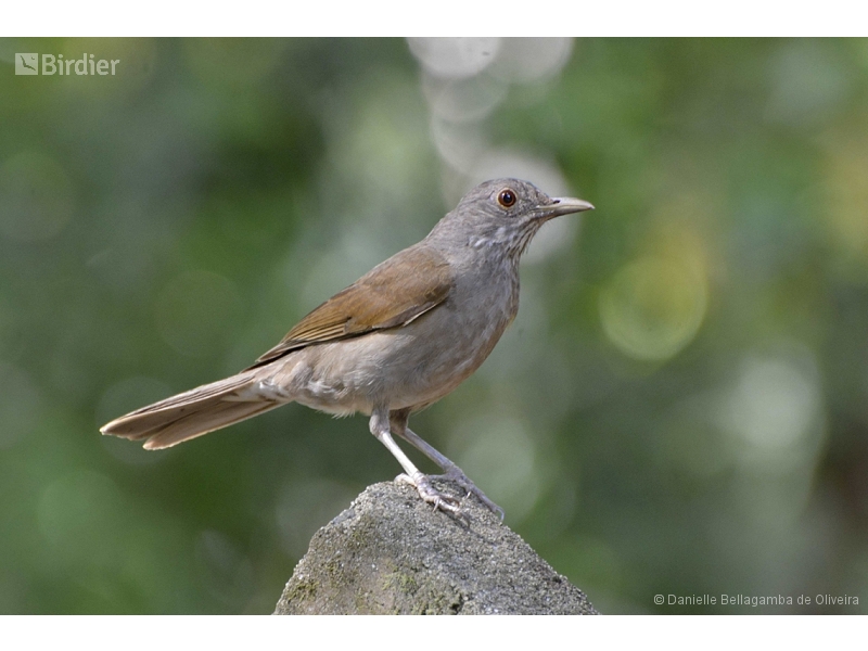 Pale-breasted Thrush