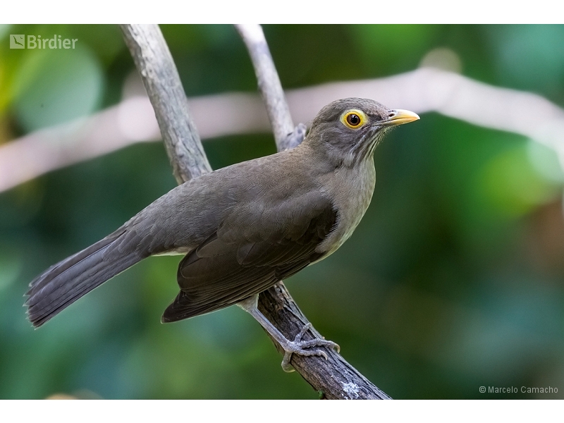 Spectacled Thrush