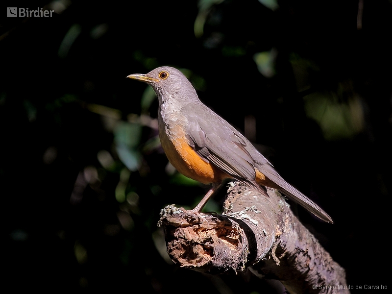 Rufous-bellied Thrush