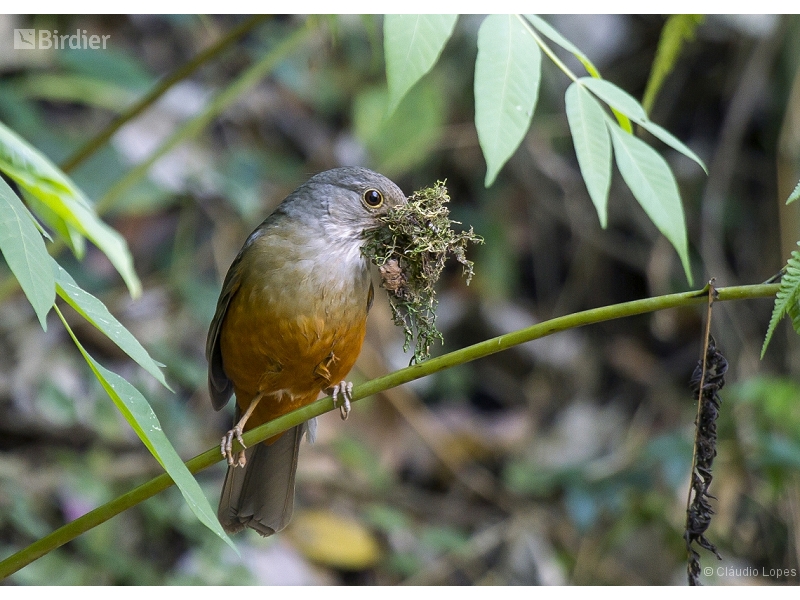 Rufous-bellied Thrush