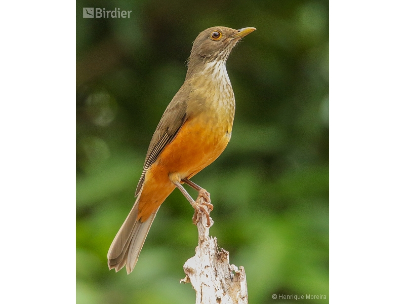 Rufous-bellied Thrush