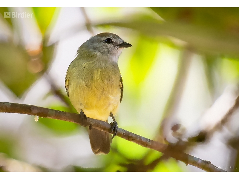 Yellow-crowned Tyrannulet
