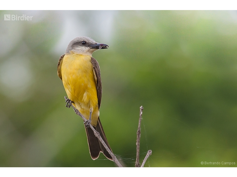 White-throated Kingbird