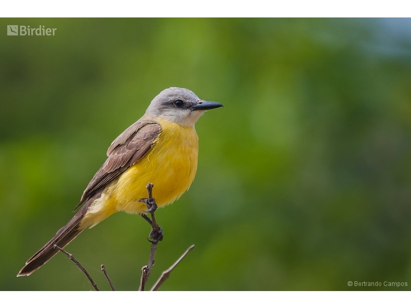 White-throated Kingbird