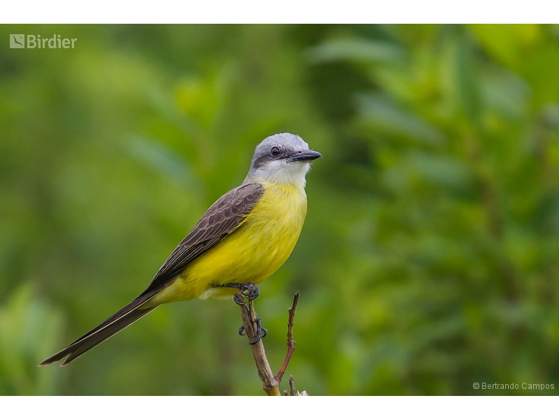 White-throated Kingbird