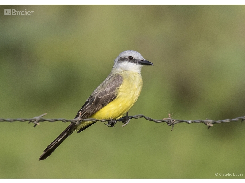 White-throated Kingbird
