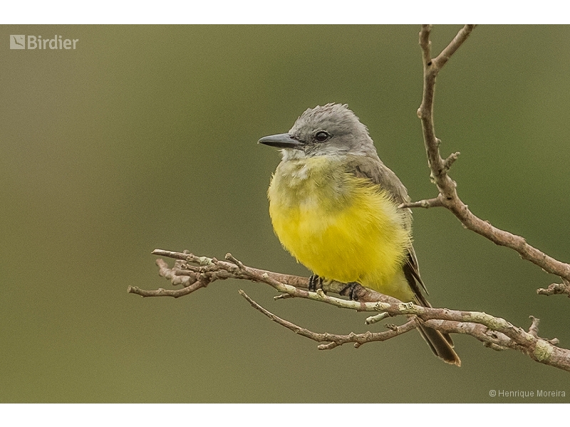 Tropical Kingbird