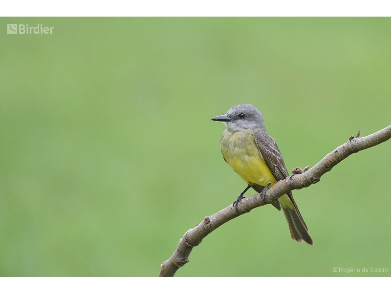 Tropical Kingbird