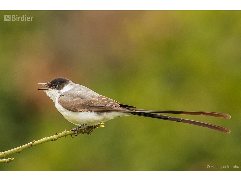Fork-tailed Flycatcher