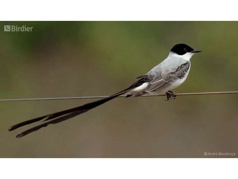 Fork-tailed Flycatcher
