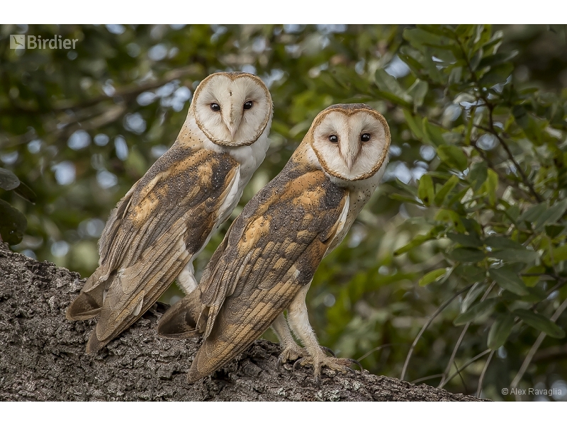 American Barn Owl