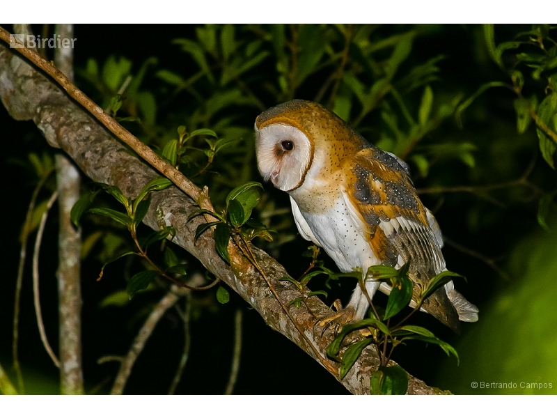 American Barn Owl