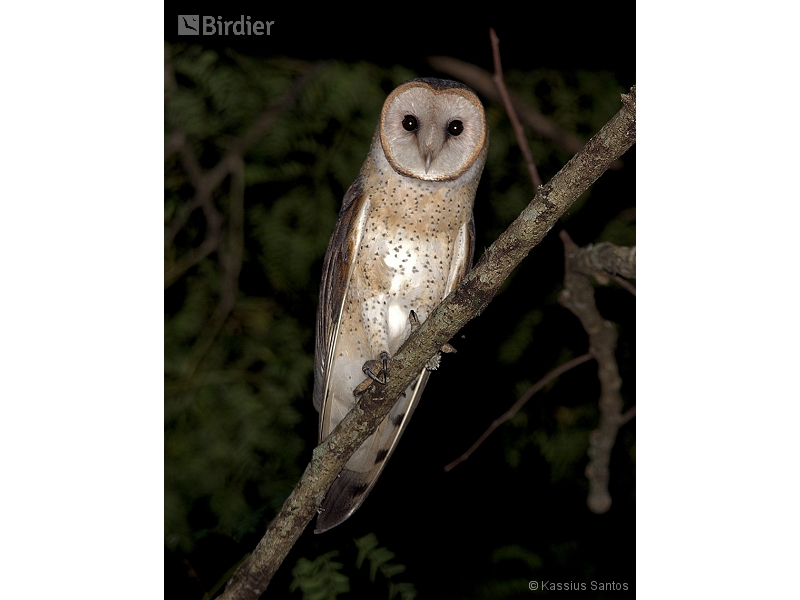 American Barn Owl