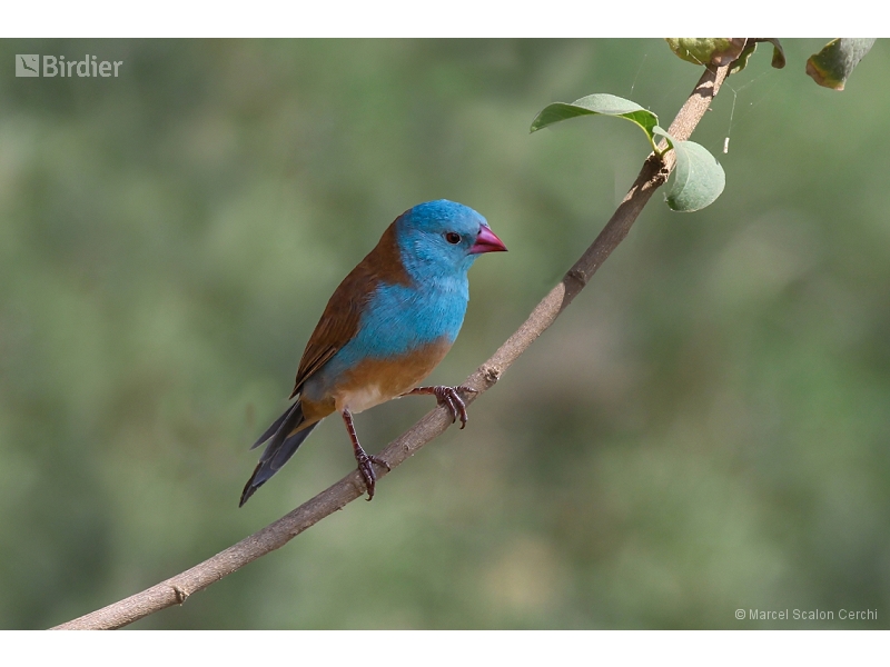 Blue-capped Cordon-bleu