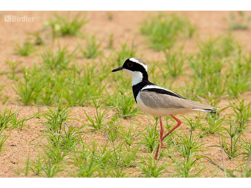 Pied Plover