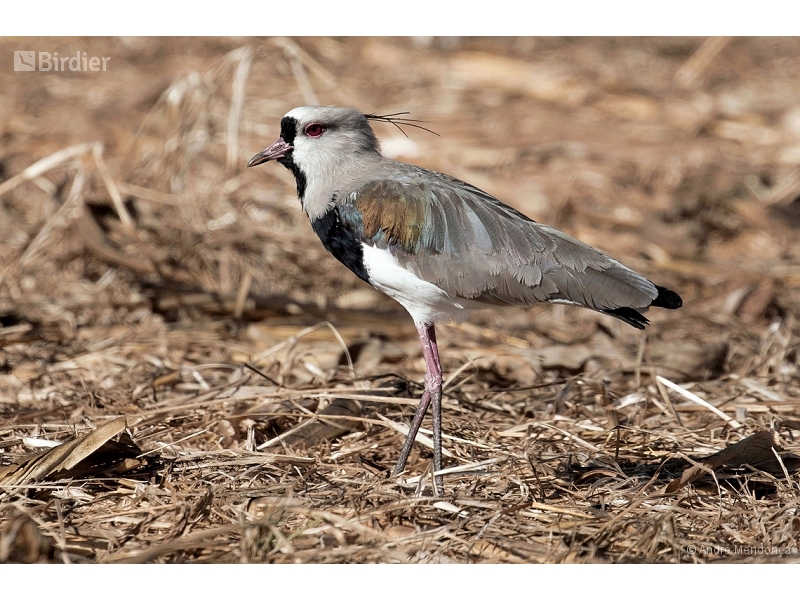 Southern Lapwing