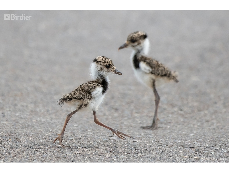 Southern Lapwing