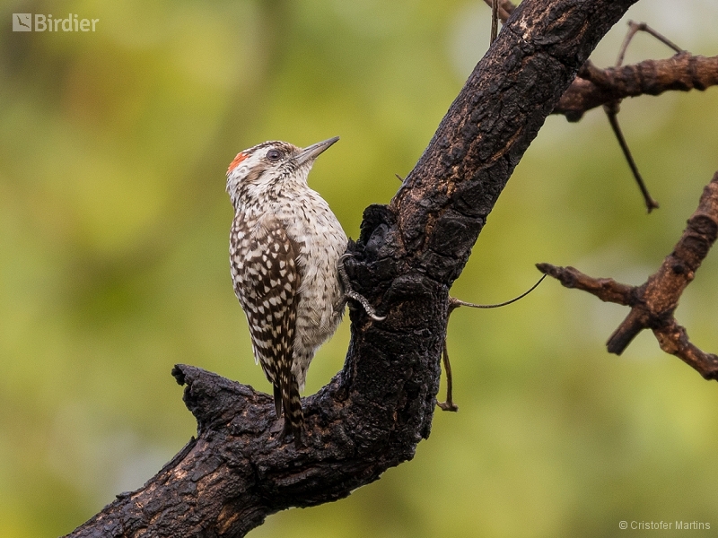 Checkered Woodpecker