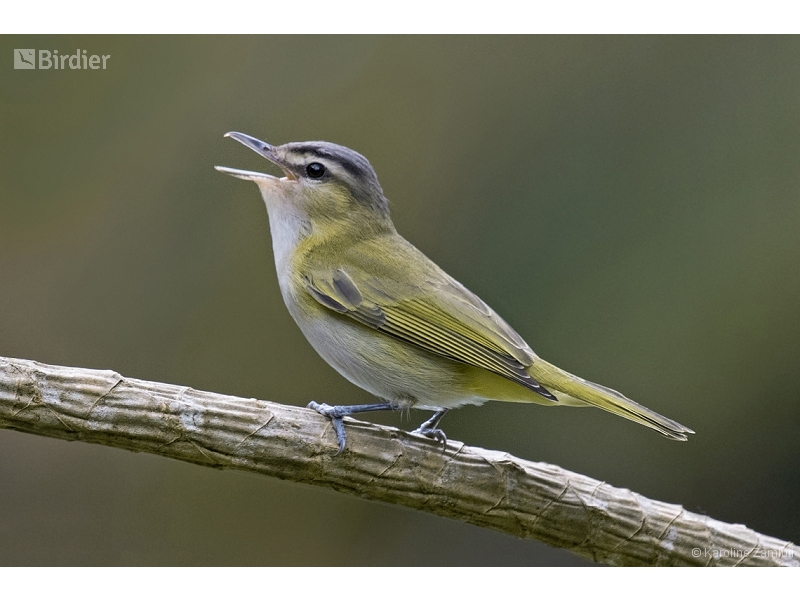 Chivi Vireo