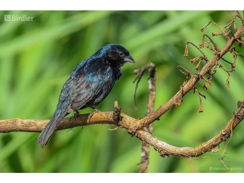 Blue-black Grassquit