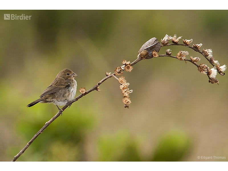 Blue-black Grassquit