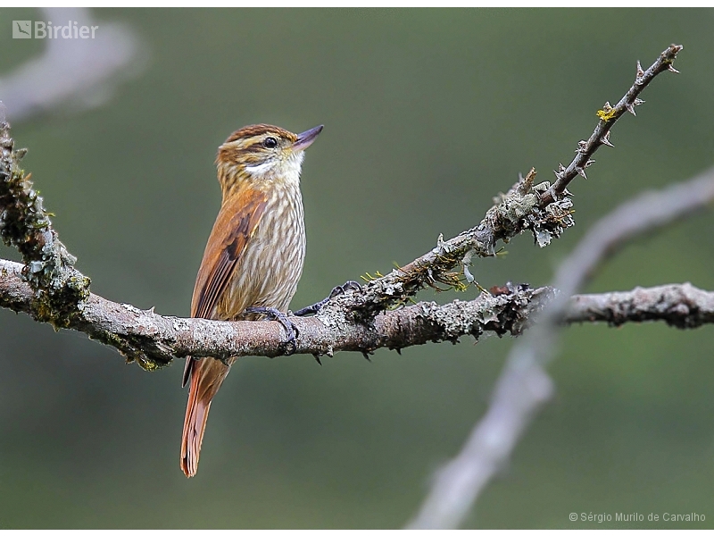 Streaked Xenops