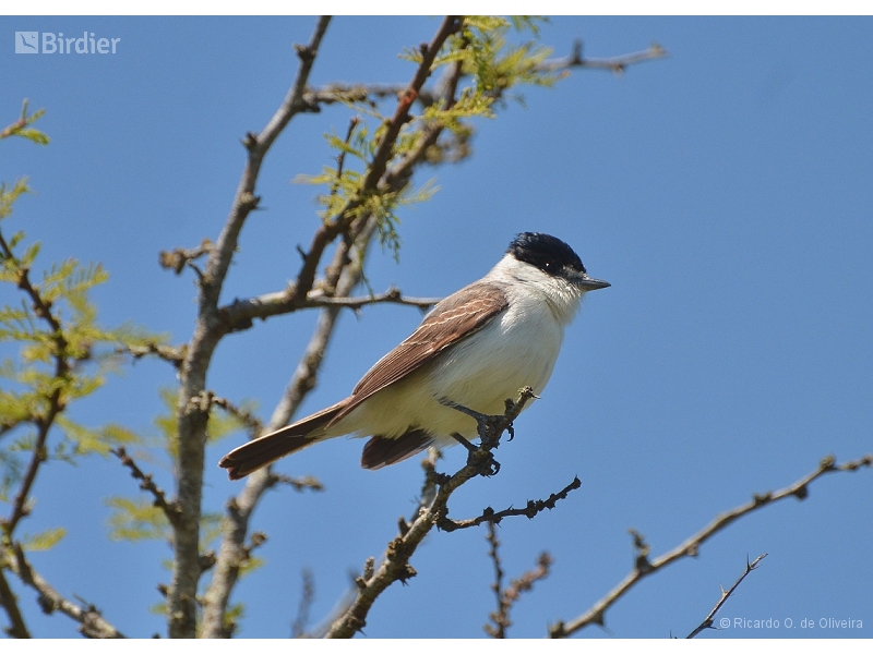 White-naped Xenopsaris