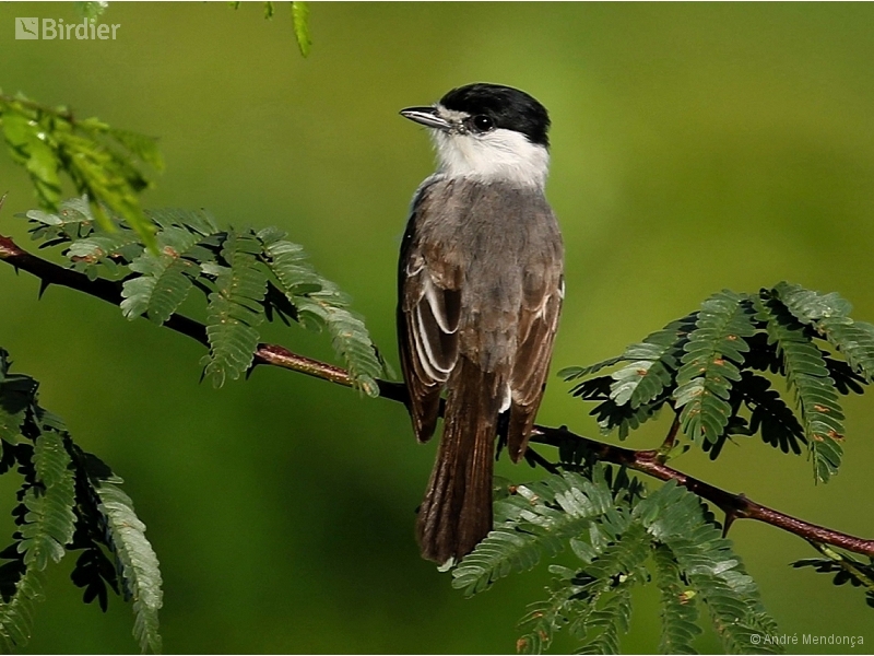 White-naped Xenopsaris