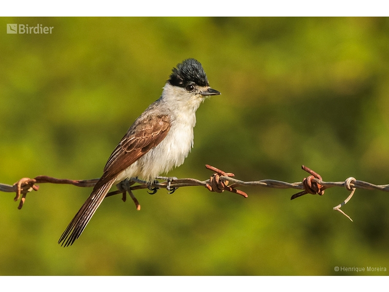 White-naped Xenopsaris