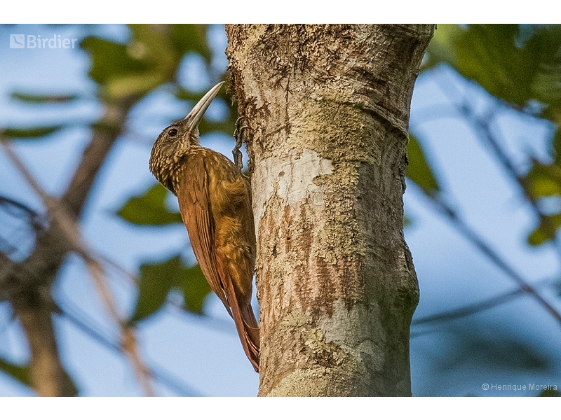 Lafresnaye's Woodcreeper