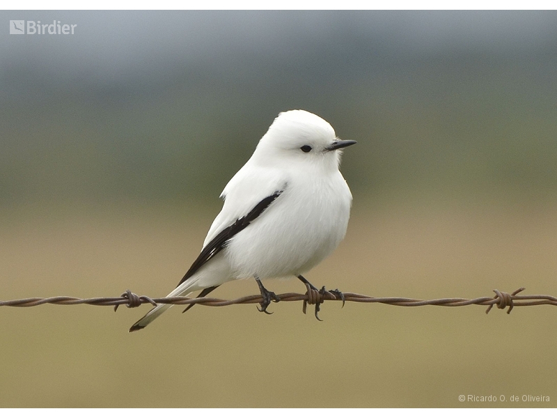 White Monjita