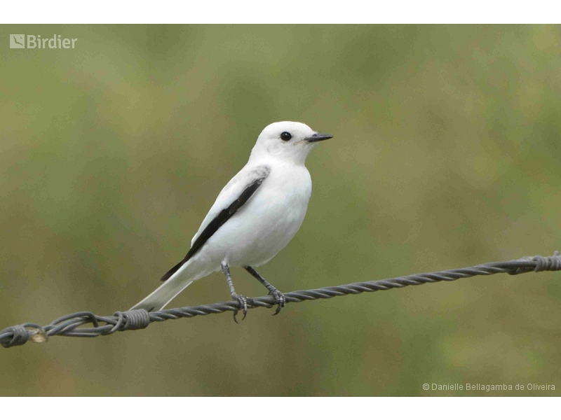White Monjita