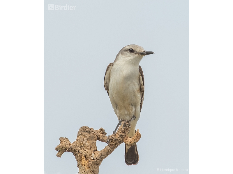 White-rumped Monjita