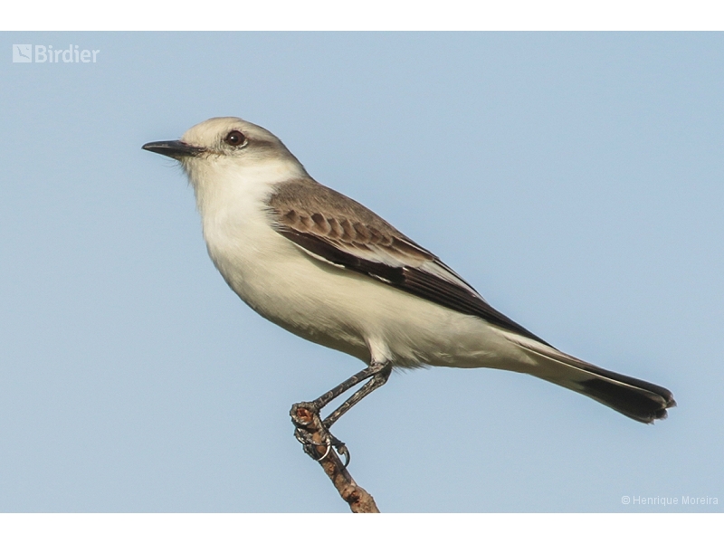 White-rumped Monjita