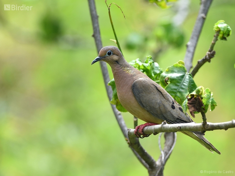 Eared Dove