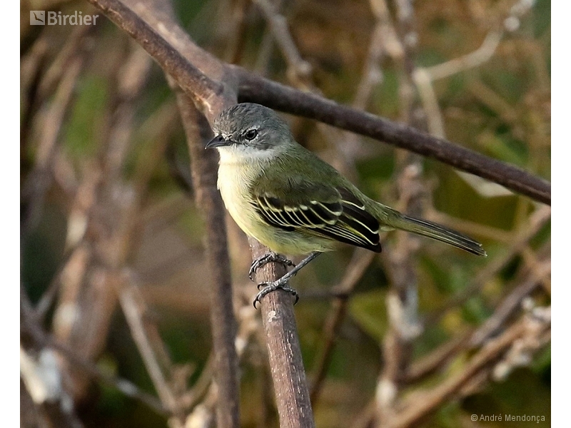 Guianan Tyrannulet