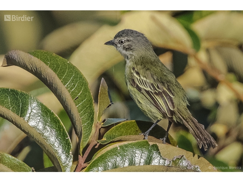 Guianan Tyrannulet