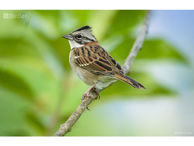 Rufous-collared Sparrow