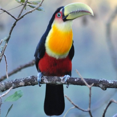 João Alberto Mattos